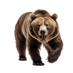 Fototapeta premium Majestic Grizzly Bear Isolated Image: Capture the raw power and fierce beauty of a grizzly bear, perfectly presented on a transparent background for versatile use.
