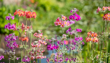 Cluster of colourful candelabra primulas growing beside a stream of flowing water, at Wisley garden, Woking, Surrey UK.
