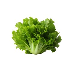 Fresh green lettuce  leaves for salad isolated on transparent background, cut out, png
