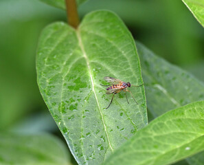 Fototapeta premium Long-legged fly - therevidae - rests on a garden leaf in southern Michigan in early summer 