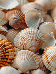 Obraz premium A pile of sea shells, close up, natural lighting, beige aesthetic
