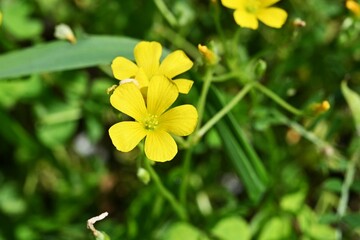 Yellow sorrel (Oxslis corniculata) flowers. Oxalidaceae perennial plants native to Japan. Five-petal yellow flowers bloom from spring to autumn.