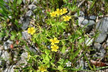 Yellow sorrel (Oxslis corniculata) flowers. Oxalidaceae perennial plants native to Japan. Five-petal yellow flowers bloom from spring to autumn.