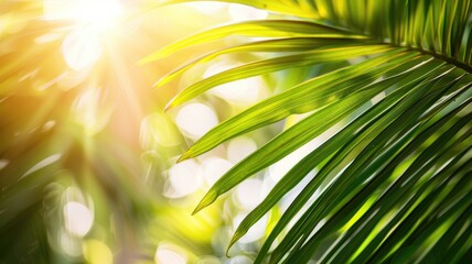 Obraz premium Sunlight filtering through leaves, creating vibrant, serene scene