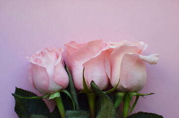 Bouquet of three pink roses, beautiful roses in pastel shades