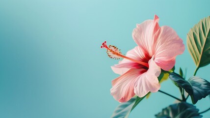 Fototapeta premium Pink hibiscus flower blooms against turquoise background