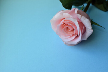 One soft pink rose on a blue background. Copy space.