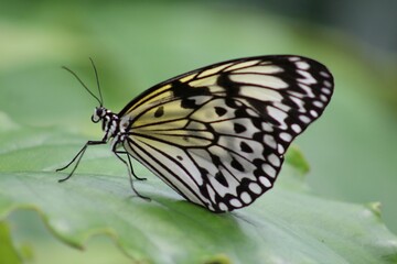 Close up of a butterfly on a green leaf by itself