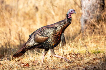 Male eastern wild turkey (Meleagris gallopavo) in a Wisconsin field in autumn © mtatman
