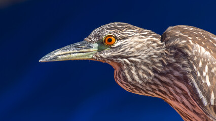 bird of prey