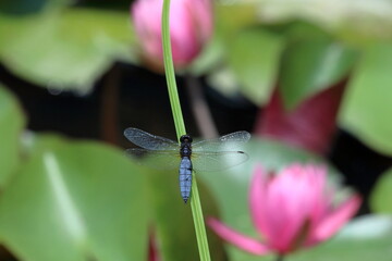 ハラビロトンボ　睡蓮の池で一休み　（高知県　四万十市　トンボ自然公園）