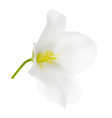 Beautiful delicate jasmine flower isolated on white