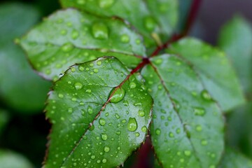 Rain Drops on Green Leaves. 