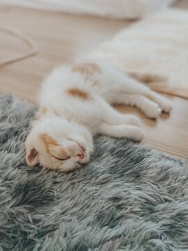 The cat sleeping on floor 