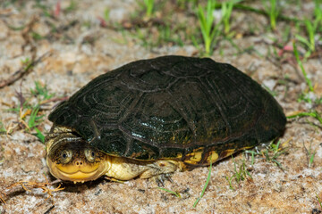 A cute marsh terrapin (Pelomedusa subrufa), also known as the African helmeted turtle, the crocodile turtle, or the African side-necked turtle