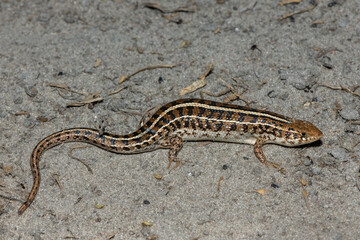 A beautiful Cape Skink (Trachylepis capensis) found in the Liuwa Plains National Park in Zambia, confirming its existence in the area