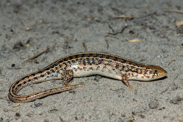 A beautiful Cape Skink (Trachylepis capensis) found in the Liuwa Plains National Park in Zambia, confirming its existence in the area
