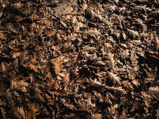 Autumn leaves on the ground