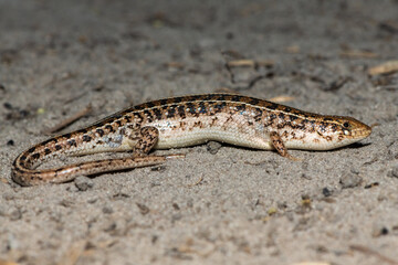 A beautiful Cape Skink (Trachylepis capensis) found in the Liuwa Plains National Park in Zambia, confirming its existence in the area