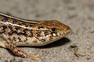 A beautiful Cape Skink (Trachylepis capensis) found in the Liuwa Plains National Park in Zambia, confirming its existence in the area
