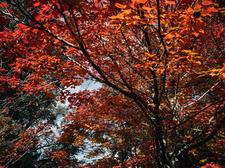 autumn leaves in the forest
