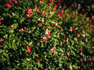 Red flowers in the garden