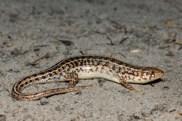 A beautiful Cape Skink (Trachylepis capensis) found in the Liuwa Plains National Park in Zambia, confirming its existence in the area