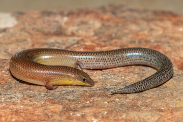 A cute Sundevall's Writhing Skink (Mochlus sundevallii), also known as Peters' eyelid skink, or Peters' writhing skink, photographed on a rock in the wild