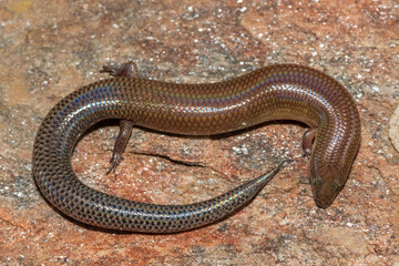 A cute Sundevall's Writhing Skink (Mochlus sundevallii), also known as Peters' eyelid skink, or Peters' writhing skink, photographed on a rock in the wild
