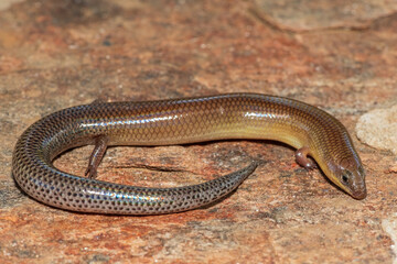 A cute Sundevall's Writhing Skink (Mochlus sundevallii), also known as Peters' eyelid skink, or Peters' writhing skink, photographed on a rock in the wild