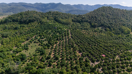 Aerial view of agriculture field in rural area of Chiang Rai province of Thailand.