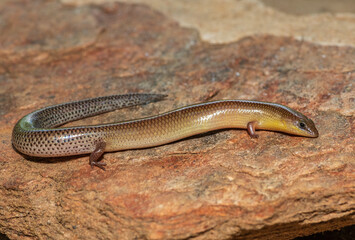 A cute Sundevall's Writhing Skink (Mochlus sundevallii), also known as Peters' eyelid skink, or Peters' writhing skink, photographed on a rock in the wild