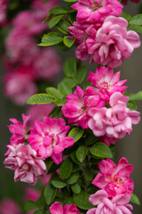 Peggy Martin Roses in Bloom