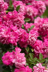 Peggy Martin Roses in Bloom