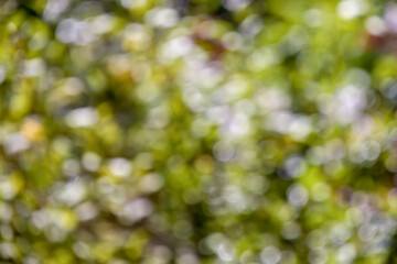 Abstract colorful background from a defocused photography of the vegetation of the forests, in the highlands of the Andean mountains of central Colombia.
