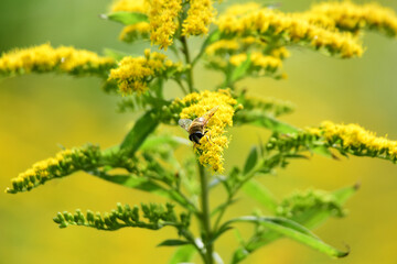 セイタカアワダチソウのハナアブ