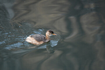 冬の川を進むカイツブリ