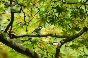 新緑のモミジに止まるシジュウカラの幼鳥