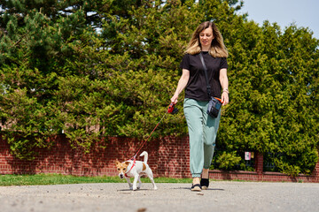 Obraz premium Dog walker and Jack Russell dog enjoy sunny day out on sidewalk. Female leads her dog at leash at street. Woman with her pet have fun at morning walking