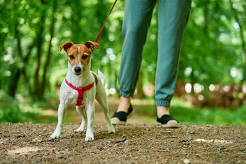 Woman wearing casual clothes walks her Jack Russell terrier dog in summer park. Dog is wearing red...