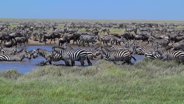 Blue wildebeests (Connochaetes taurinus) and zebras (Equus burchelli) by the pond, Serengeti National Park, Tanzania, Africa