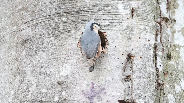 Eurasian nuthatch (Sitta europaea) at the nesting cavity Germany