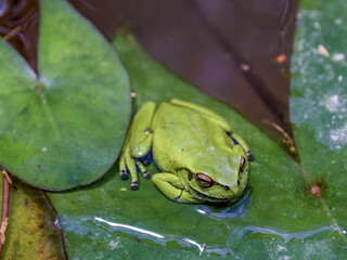 Macro photography of a dotted green tree frog resting in a leaf, in a water lily pond, in a farm in the eastern Andean mountains of central Colombia.
