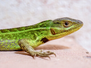 Side macro photography of a Duméril's whorltail iguana, immobile in the clay floor of a farmhouse in the eastern Andean mountains of central Colombia.