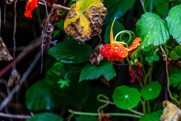 Flora en la Corujera, Tenerife.