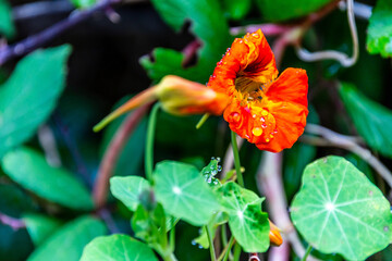 Flora en la Corujera, Tenerife.