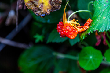 Flora en la Corujera, Tenerife.