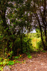 Vegetación en la Corujera, Tenerife.