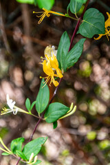 Flora en la Corujera, Tenerife.