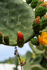 Flora en la Corujera, Tenerife.
